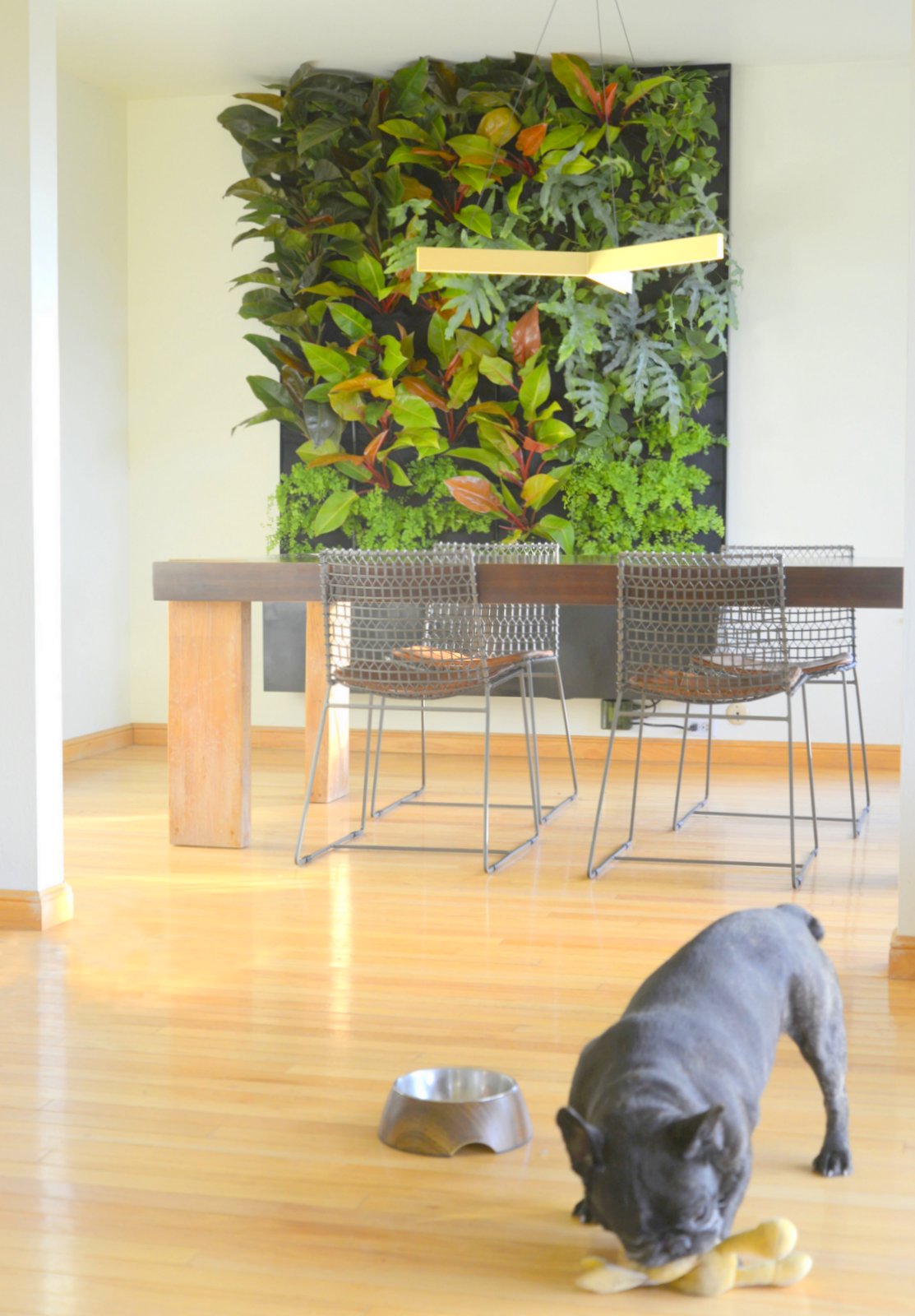 Phils and Ferns Vertical Garden — Florafelt Living Wall Systems